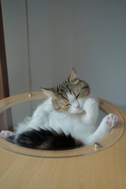 Evcil hayvan bakımı konsepti oyun ve İskoç kedisiyle mutluluk hissi oturma odasındaki pencereye düşen yağmuru görüyor