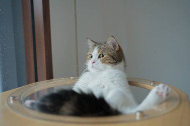 Evcil hayvan bakımı konsepti oyun ve İskoç kedisiyle mutluluk hissi oturma odasındaki pencereye düşen yağmuru görüyor