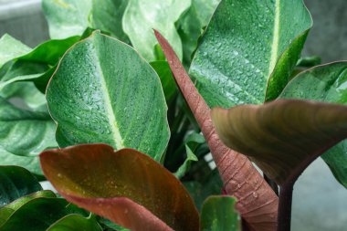 Yağmur mevsiminde ağaç, bahçede tropik ağaç yaprağında yağmur damlası