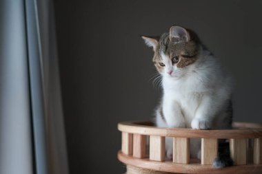 İskoç tekir kedisi duruyor ve dışarı bakıyor.