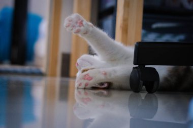 Sevimli İskoç kedisi yerde uyuyor.