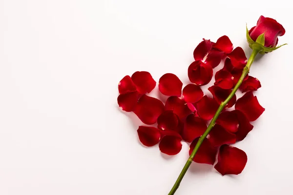 장미와 꽃잎을 배경으로 발렌틴 축하하고 복사하는 디지털 이미지 — 스톡 사진