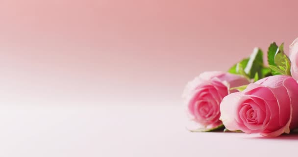 Video Svazku Růžových Růží Listoví Růžovém Pozadí Kopírovacím Prostorem Romantika — Stock video
