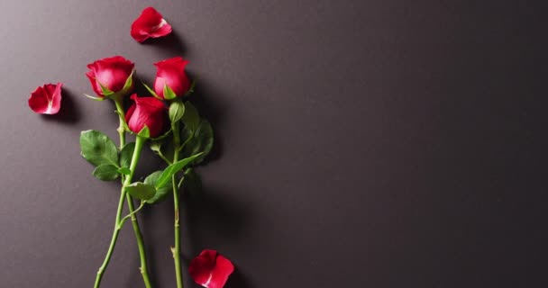红色玫瑰花茎和花瓣在深灰色背景与复制空间的视频 情人节 庆祝和传统观念 — 图库视频影像
