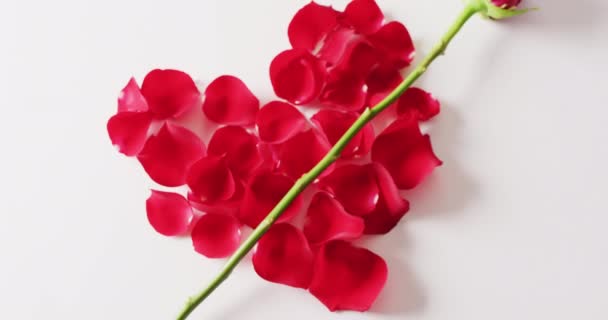 Videó Egyetlen Vörös Rózsa Virág Szárát Szív Vörös Rózsaszirmok Fehér — Stock videók