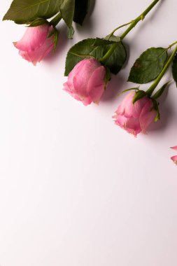 Beyaz arka planda güllerin kompozisyonu. Sevgililer Günü, kutlama ve kopyalama alanı, dijital kompozit resim.