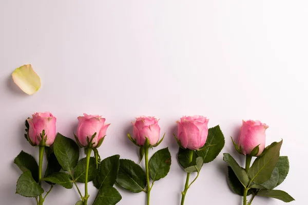 Složení Růží Bílém Pozadí Valentýn Oslavy Kopírovací Prostor Digitální Kompozitní — Stock fotografie