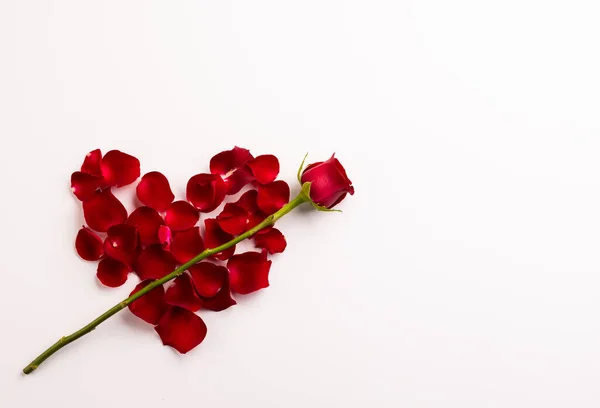 Composição Rosa Pétalas Sobre Fundo Branco Dia Dos Namorados Celebração — Fotografia de Stock