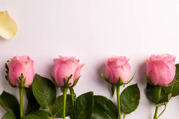 Beyaz Arka Planda Güllerin Kompozisyonu Sevgililer Günü Kutlama Kopyalama Alanı — Stok fotoğraf