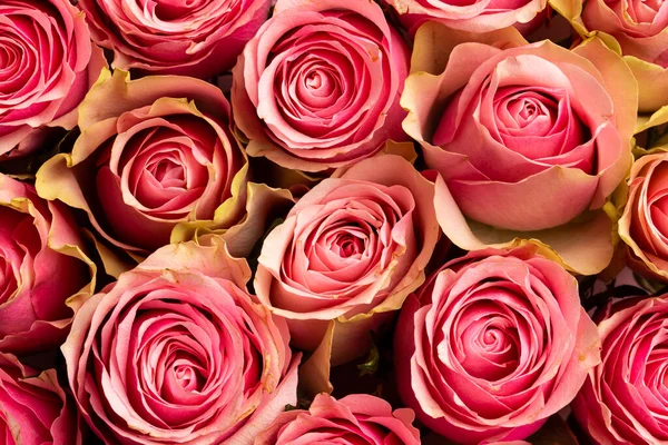 stock image Composition of close up of roses. Valentines day, celebration and copy space, digital composite image.