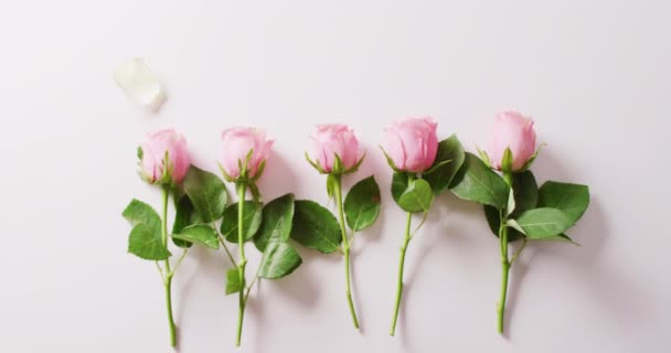 Video Row Pink Rose Stems White Background White Petal Copy — Stock Video