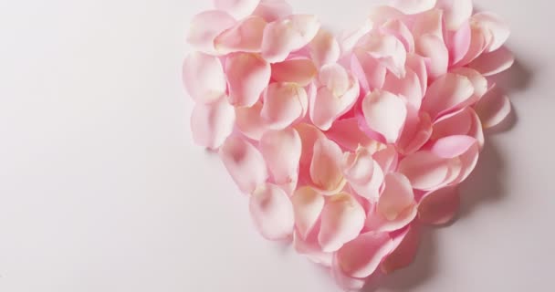 Накладне Відео Форми Серця Пелюсток Рожевої Троянди Білому Тлі Копіювальним — стокове відео