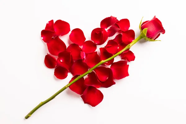 Композиція Троянд Пелюсток Білому Тлі Валентинів День Святкування Копіювання Простору — стокове фото