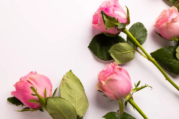 Composição Rosas Sobre Fundo Branco Dia Dos Namorados Celebração Espaço — Fotografia de Stock