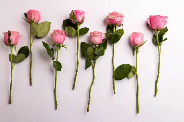 Composição Rosas Sobre Fundo Branco Dia Dos Namorados Celebração Espaço — Fotografia de Stock