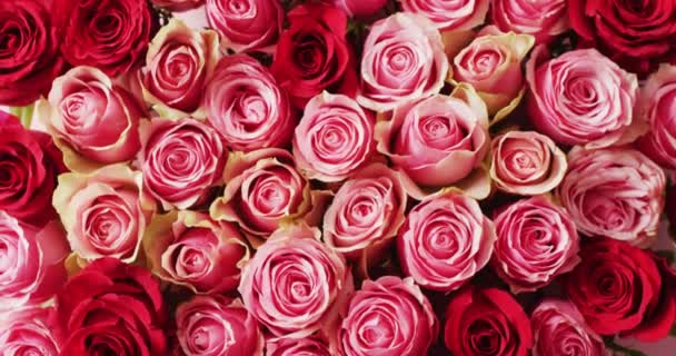 Full Videofilm Panorerer Rosa Røde Rosehoder Romanse Kjærlighet Valentinsdag Feiring – stockvideo