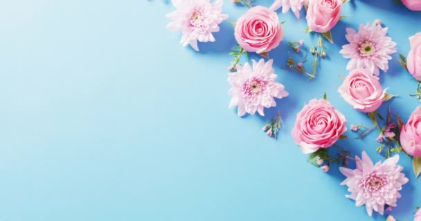 Накладные Видео Розовой Розы Хризантемы Цветочные Головки Синем Фоне Копировальным — стоковое видео