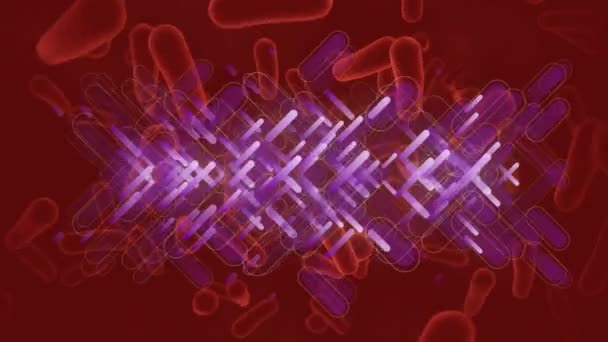 Animación Rastros Luz Púrpura Sobre Los Vasos Sanguíneos Sobre Fondo — Vídeo de stock