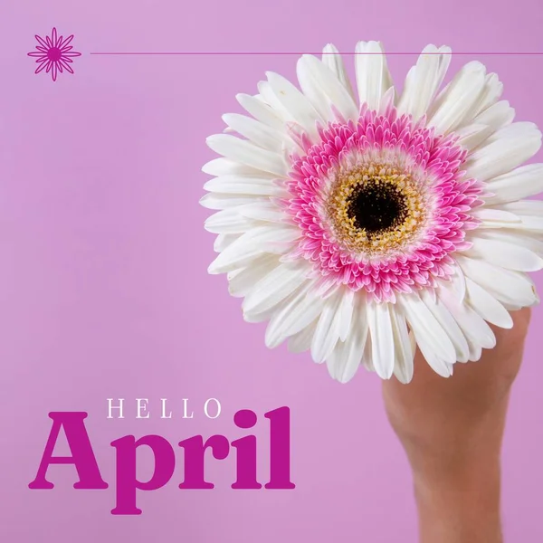 Samenstelling Van Hallo April Tekst Bloemen Roze Achtergrond Hallo April — Stockfoto