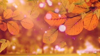 Şekillerin üzerine düşen yaprakların canlandırması. Doğa, sonbahar ve dijital arayüz kavramı dijital olarak oluşturulmuş video.