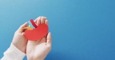 Mavi arka planda böbreği tutan ellerin fotokopi çekilen videosu. Tıp, sağlık hizmetleri, sağlık hizmetleri ve sağlık farkındalığı kavramı.