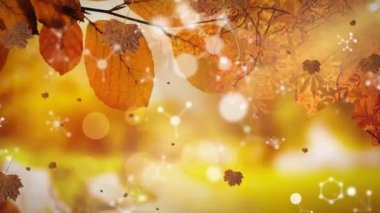 Şekillerin üzerine düşen yaprakların canlandırması. Doğa, sonbahar ve dijital arayüz kavramı dijital olarak oluşturulmuş video.