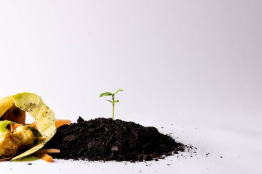 Organik meyve ve sebze atıkları kara toprakta gübrelemek ve filizlendirmek için, fotokopi alanı ile. Ekoloji, büyüme, bakım ve doğa kavramı.