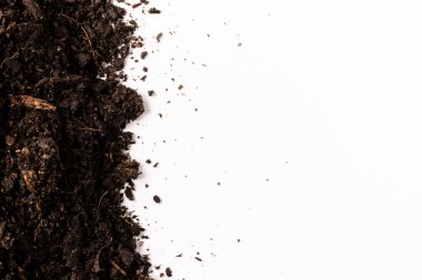 Koyu toprak ve ağaç kabuğu parçalarının üzerinde, beyaz arka planda fotokopi alanı var. Ekoloji, büyüme, bakım ve doğa kavramı.
