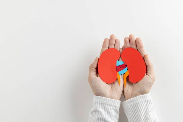 Composition Hands Holding Kidneys White Background Copy Space Medical Services — Stock Photo, Image