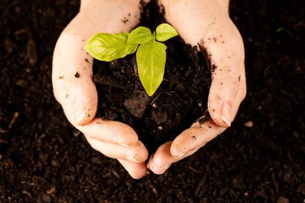 Pair Hands Cupping Green Leaved Seedling Dark Soil Ecology Growth — Stock Photo, Image