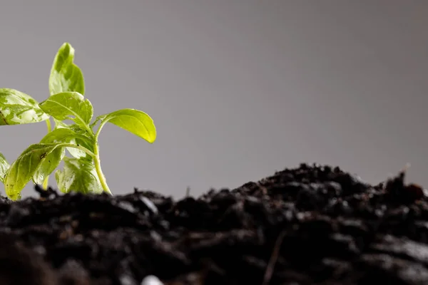 Green Seedlings Rich Dark Soil Grey Background Copy Space Ecology — Stock Photo, Image