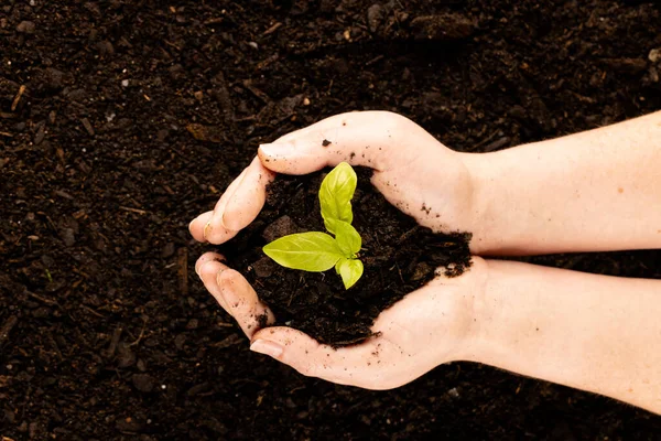 Pair Hands Cupping Green Seedling Dark Soil Copy Space Ecology — Stock Photo, Image