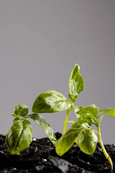 Vertical Image Green Seedlings Dark Soil Fertiliser Grey Background Copy — Stock Photo, Image