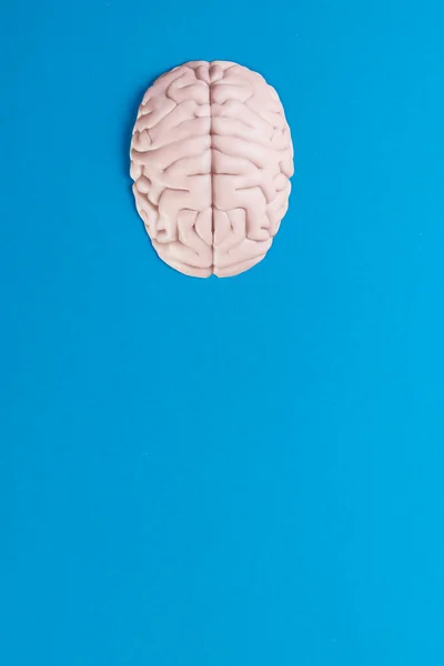 Vertikale Über Kopf Angeordnete Komposition Aus Weißem Gehirn Auf Blauem — Stockfoto