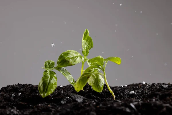 Green Seedlings Dark Soil Fertiliser Water Droplets Grey Background Copy — Stock Photo, Image