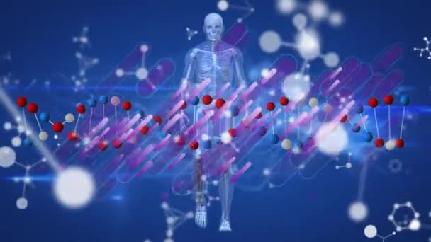 Animação Dna Estruturas Moleculares Flutuando Sobre Modelo Corpo Humano Onda — Vídeo de Stock
