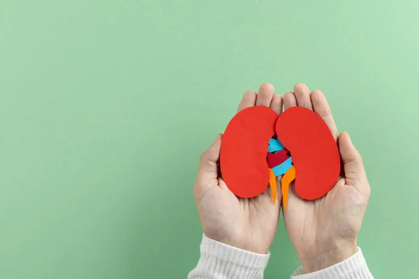 Composition Hands Holding Kidneys Green Background Copy Space Medical Services — Stock Photo, Image
