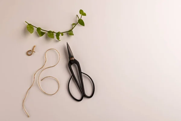 stock image Composition of gardening scissors, plant cutting and string on white background with copy space. Gardening, plants and horticulture concept.