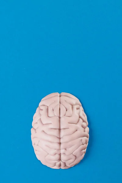 Vertikální Složení Bílého Mozku Modrém Pozadí Kopírovacím Prostorem Medicína Duševní — Stock fotografie