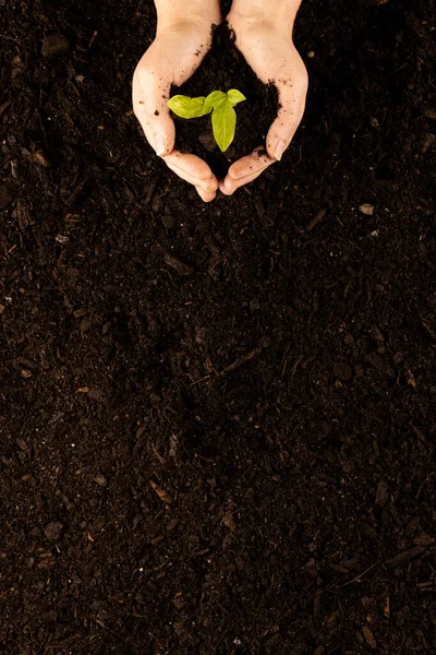 Vertical Image Pair Hands Cupping Green Seedling Dark Soil Copy — Stock Photo, Image