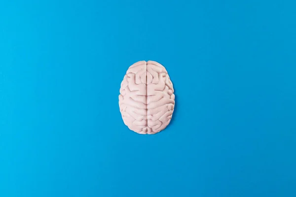 stock image Overhead composition of white brain on blue background with copy space. Medicine, mental health, science and healthcare concept.