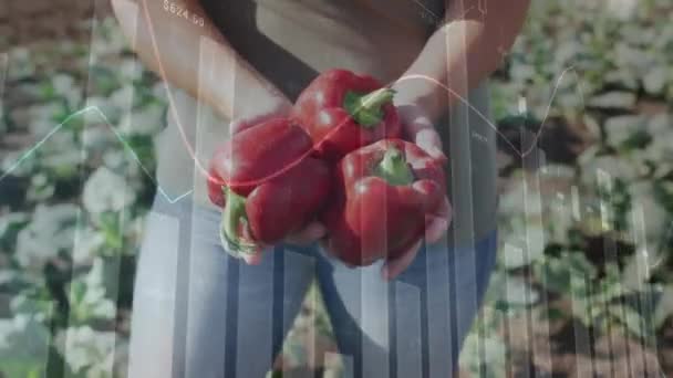 Animation Data Processing Hands Holding Peppers Global Business Digital Interface — Stock Video