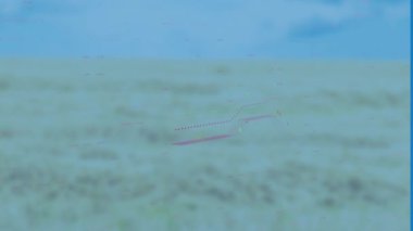 Animation of financial graphs over blurred background. City life, finance and technology concept digitally generated video.