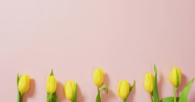 Image of yellow tulips with copy space on pink background. Mothers day, nature and spring concept.