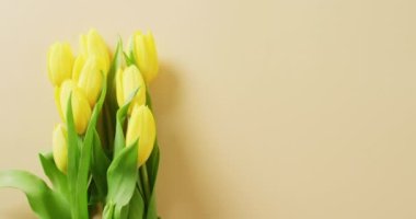 Video of yellow tulips with copy space on yellow background. Mothers day, nature and spring concept.