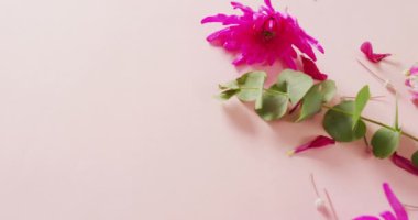 Video of pink flowers with copy space on pink background. Mothers day, nature and spring concept.