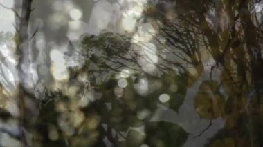 Animation of bokeh over forest and leaves. Abstract background, color and nature concept digitally generated video.