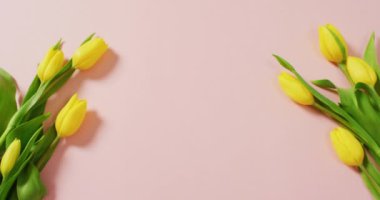 Image of yellow tulips with copy space on pink background. Mothers day, nature and spring concept.