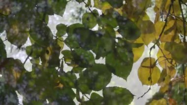 Animation of light over forest and leaves. Abstract background, color and nature concept digitally generated video.