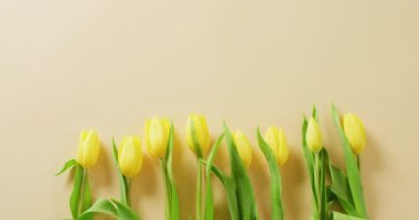 Video of yellow tulips with copy space on yellow background. Mothers day, nature and spring concept.